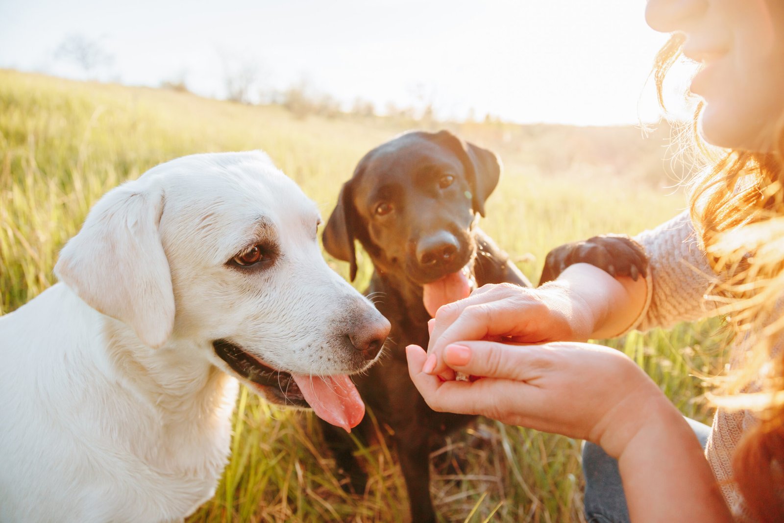 Against the backdrop of a stunning sunset sky, a group of people and their adorable dogs gather outside, reveling in the joyous energy of their furry companions, particularly the playful Labradors.