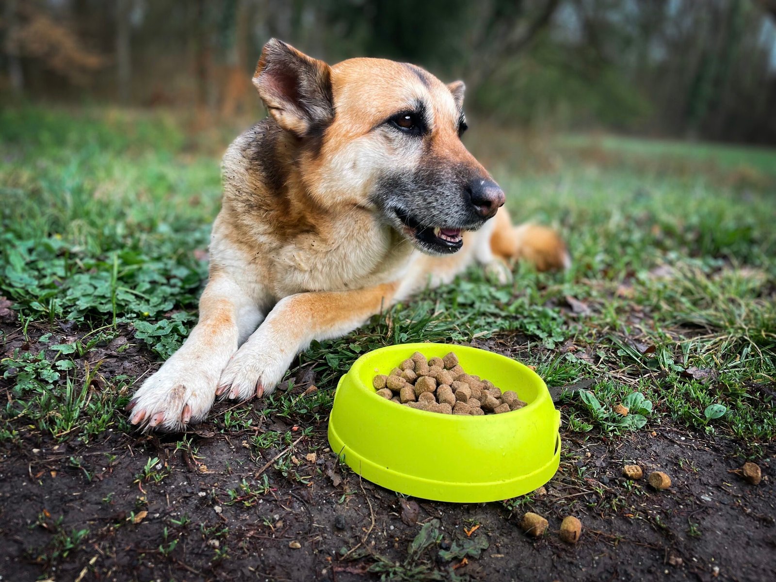 A Vet-Informed Guide: Finding the Best Dog Food for a German Shepherd with a Sensitive Stomach