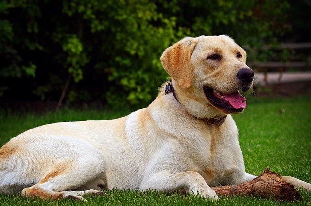 Feeding Tips and Best Dog Food for Labrador with Sensitive Stomach