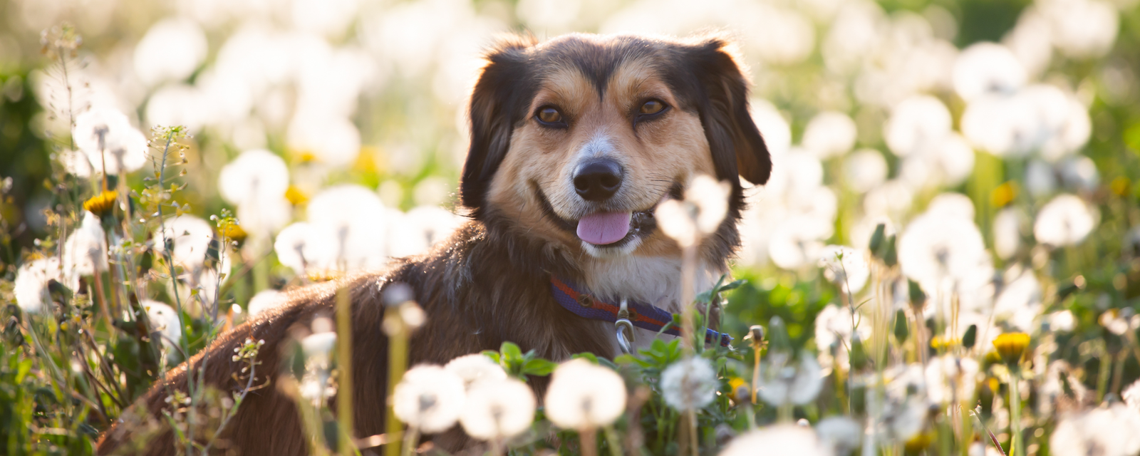 Top 5 Probiotic Picks Veterinarians Trust for Everyday Canine Gut Support in 2026