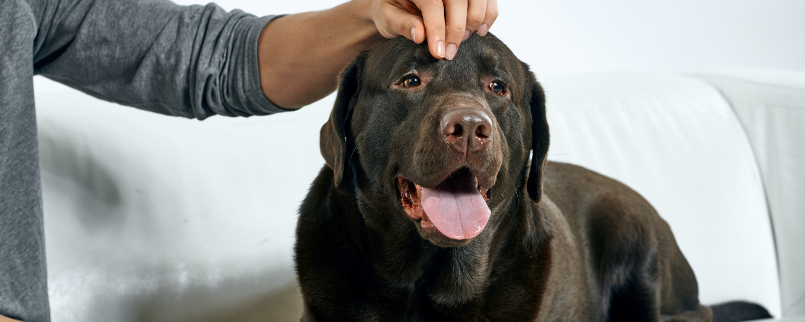 How to Bake Gentle, Gut-Friendly Treats for Sensitive Dogs (Vet-Approved Recipes)