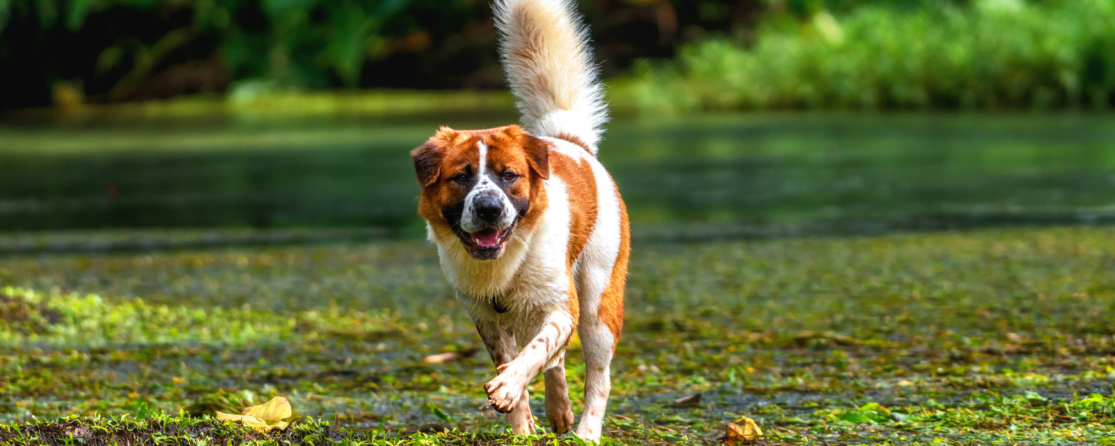 The Ultimate Nutrition Guide: Sensitive Stomach Dog Food Senior Options