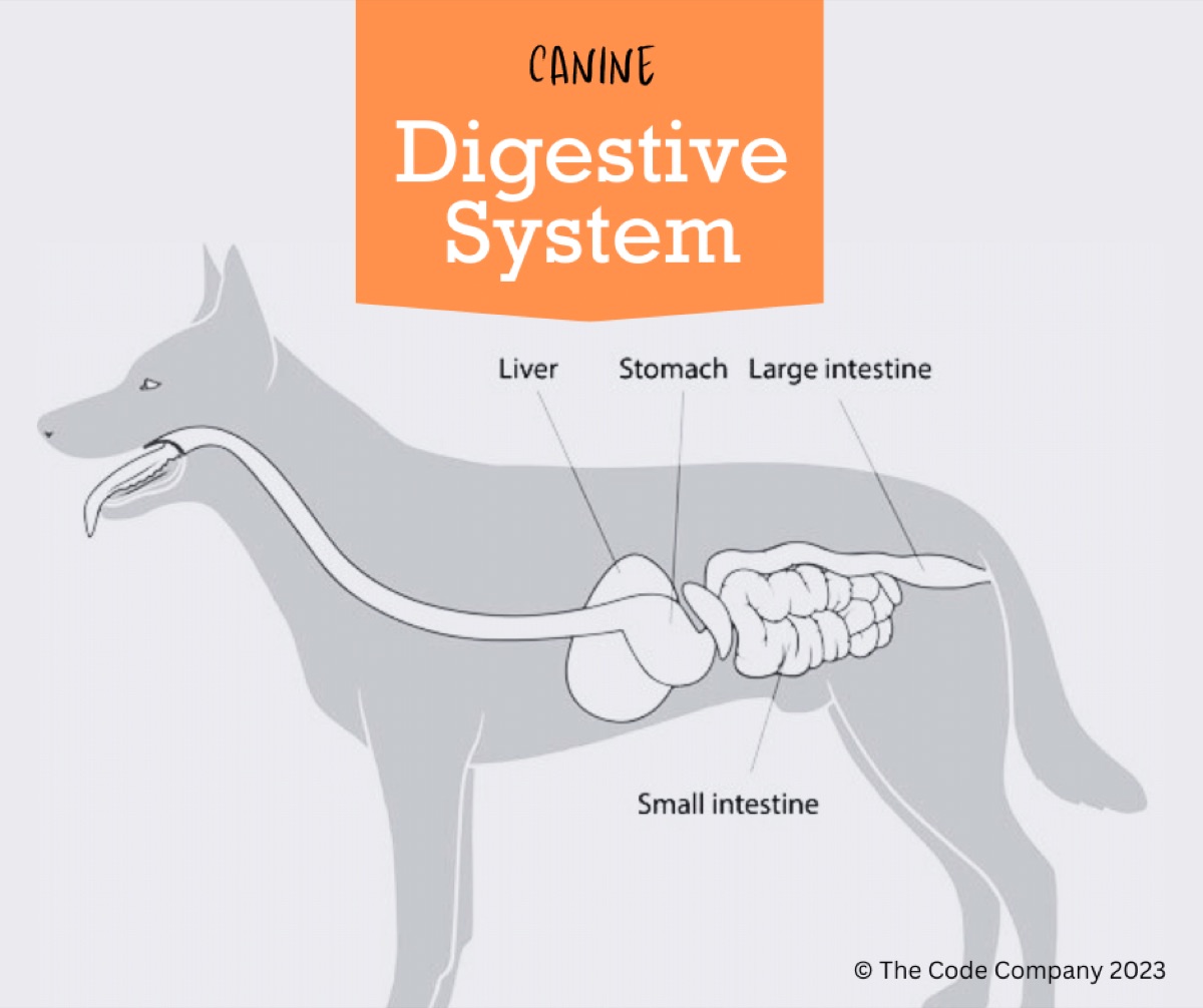 diagrams - Verdict: Do Pet Supplement Brands Actually Test Their Products?