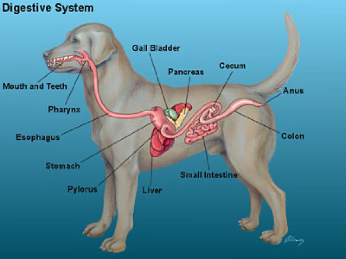 diagrams - Verdict: Do Pet Supplement Brands Actually Test Their Products?