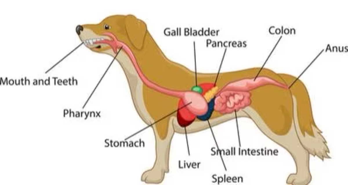 diagrams - Fact Check: "Natural Supplements Are Always Safe for Dogs"