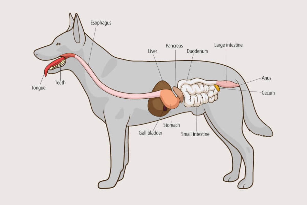 diagrams - Fact Check: "Natural Supplements Are Always Safe for Dogs"