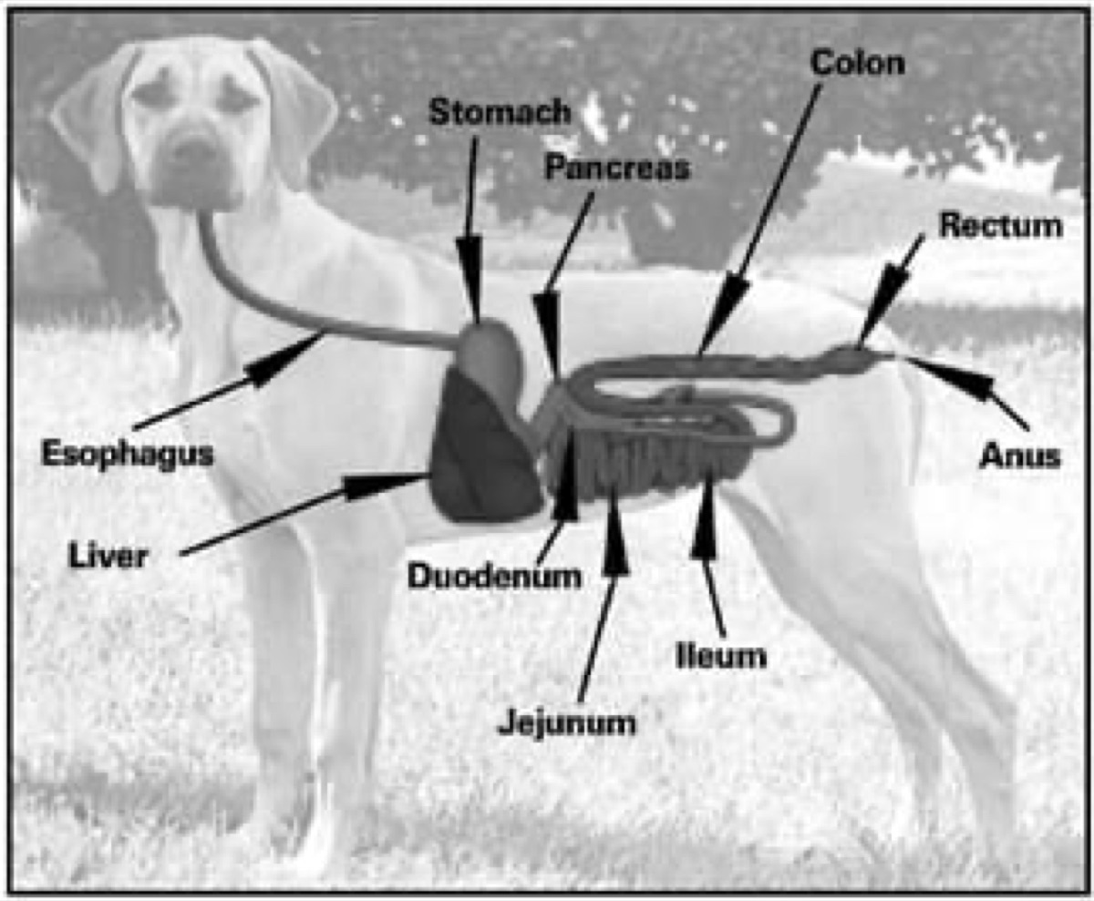 diagrams - Analysis: Reading Between the Lines of Supplement Marketing Copy