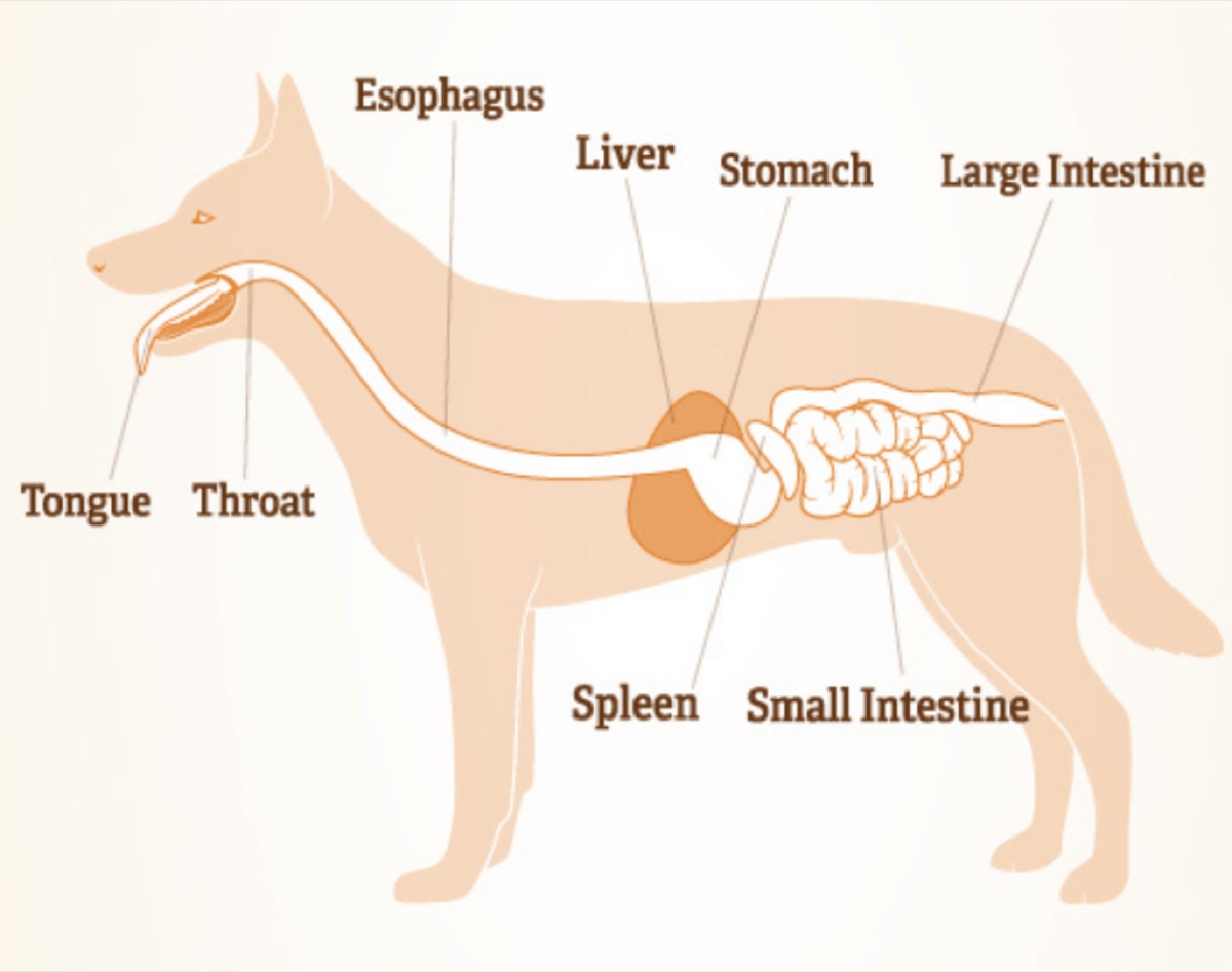 diagrams - Claim Check: "Dogs Don't Need Supplements If They Eat Quality Food"