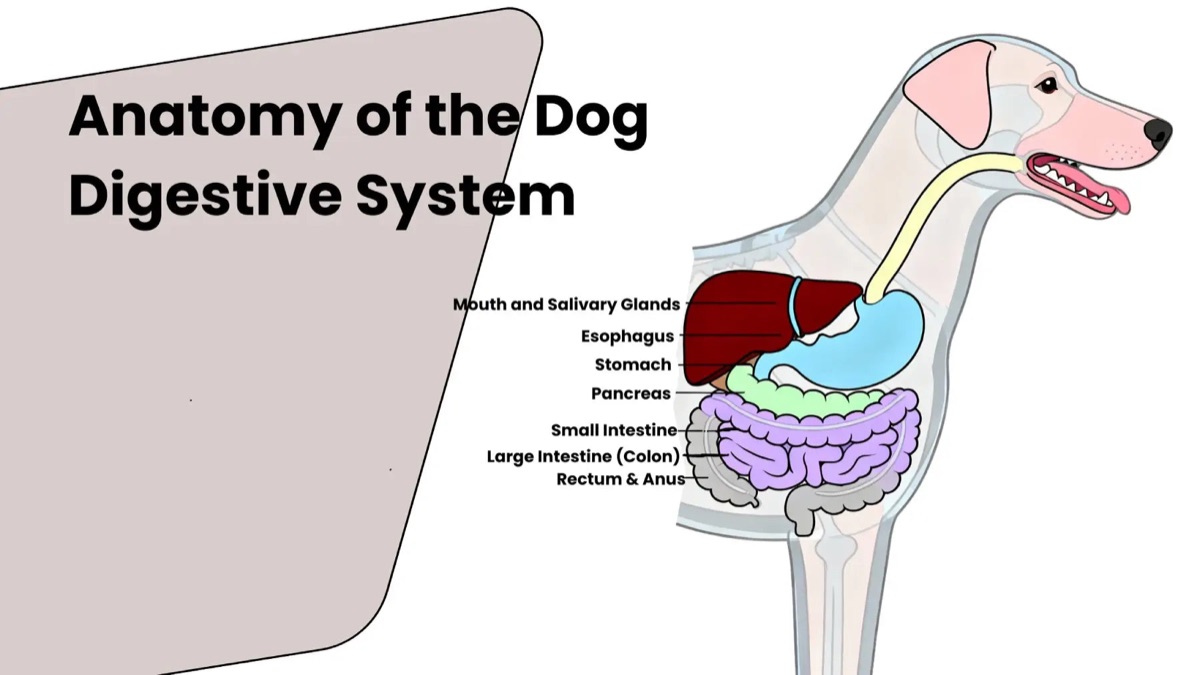 diagrams - Claim Check: "Dogs Don't Need Supplements If They Eat Quality Food"