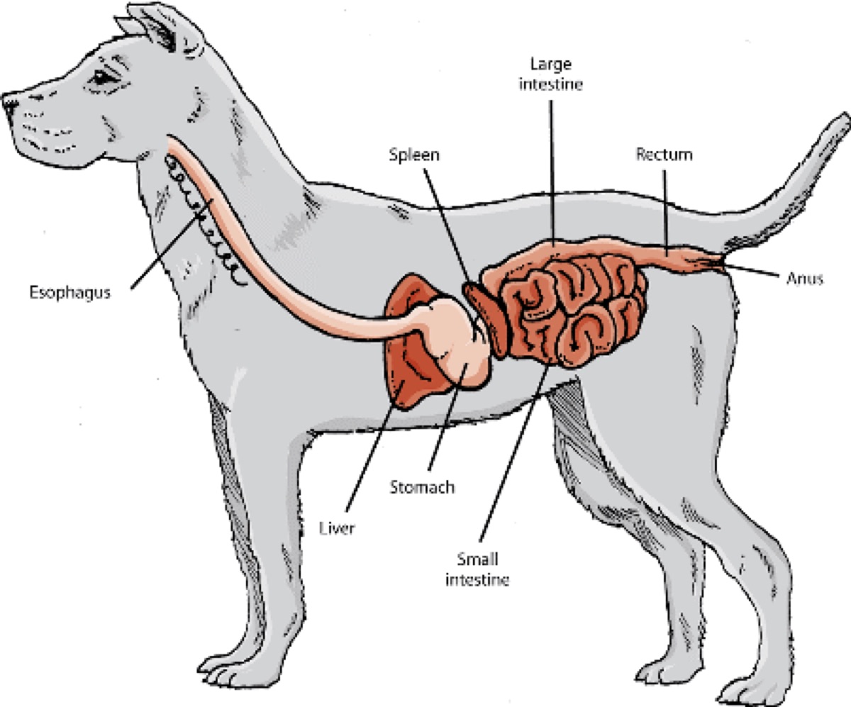 diagrams - Verified: The Science Behind Heat-Killed Postbiotics vs Live Probiotics