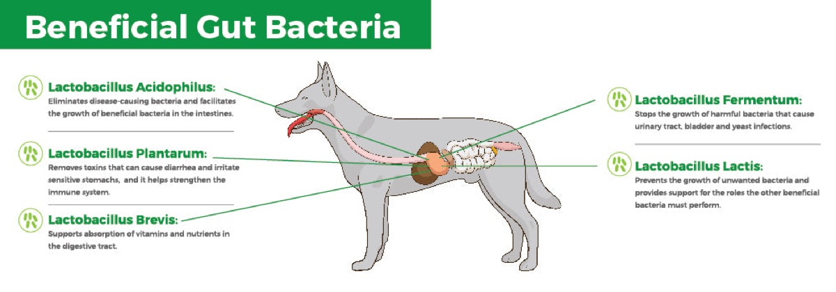 diagrams - Verified: The Science Behind Heat-Killed Postbiotics vs Live Probiotics