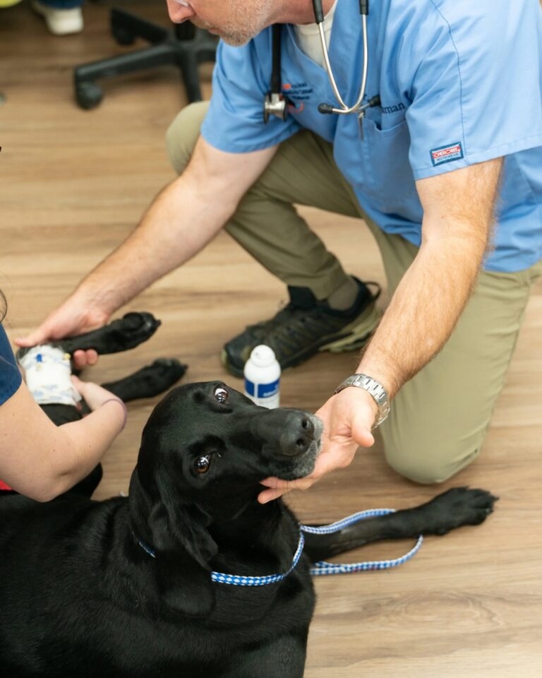 Veterinarian examining a dog to assess supplement safety