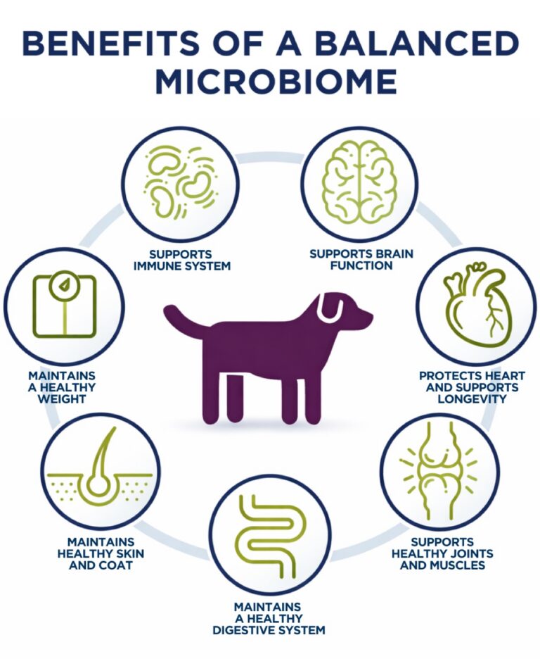 Infographic illustrating the systemic benefits of a balanced microbiome