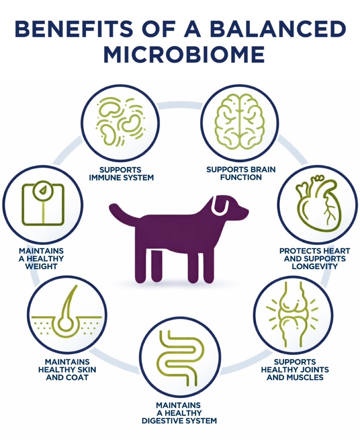 Infographic illustrating the systemic benefits of a balanced microbiome