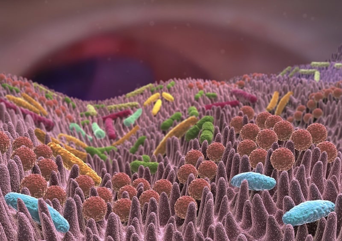 Three-dimensional rendering of bacteria on intestinal villi