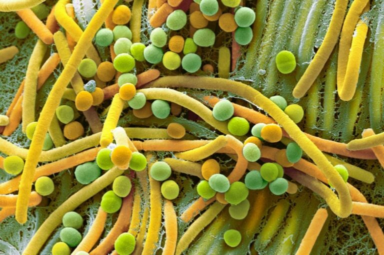 False-color micrograph of a bacterial community relevant to postbiotic research