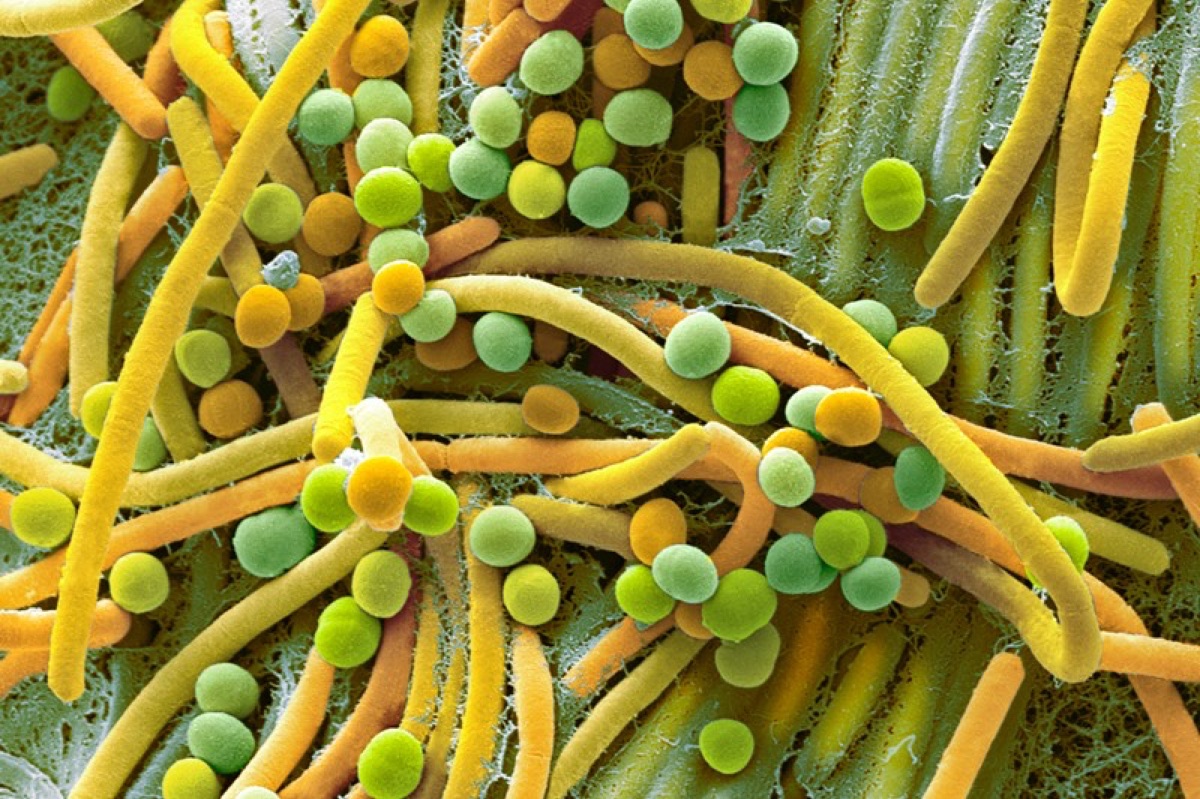 False-color micrograph of a bacterial community relevant to postbiotic research