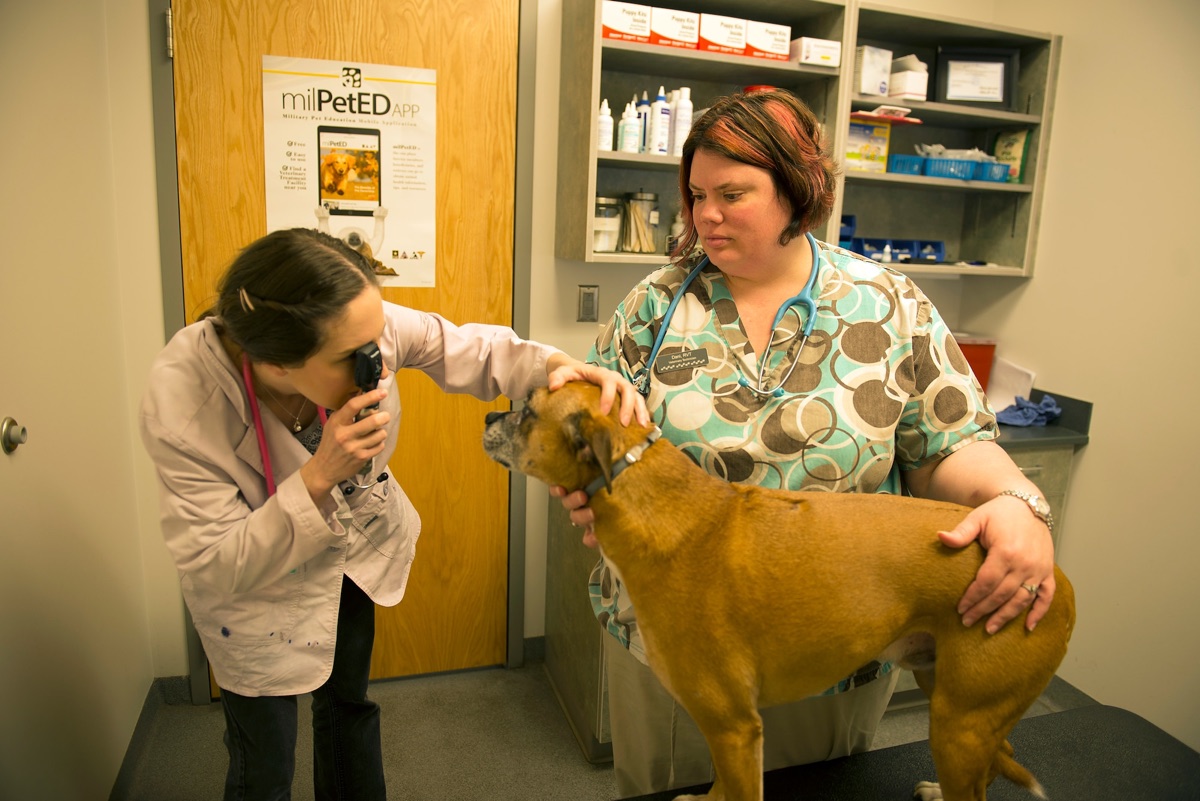 Veterinarian examining a dog during a clinical consultation