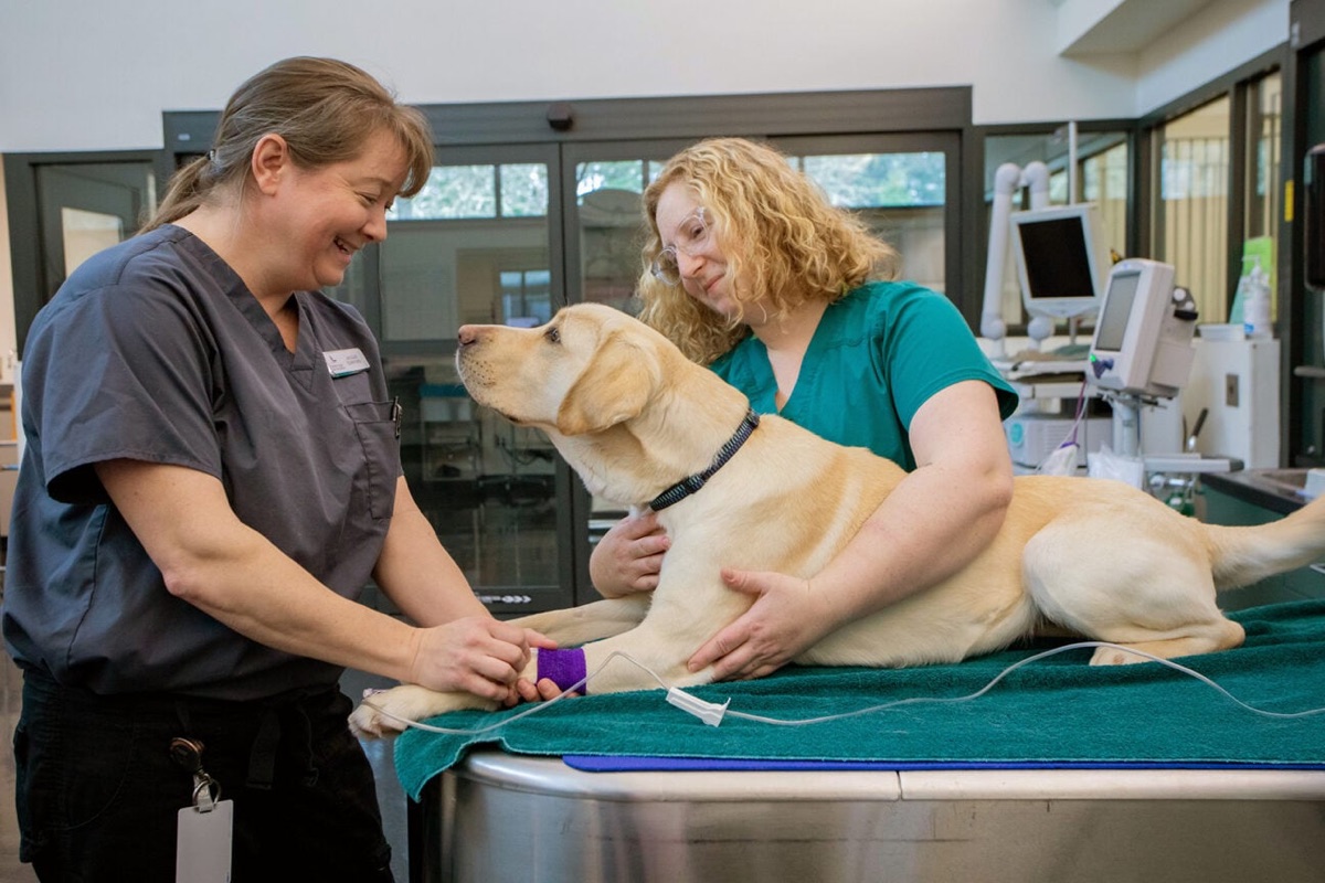 Veterinary professionals examining a dog in a clinical setting