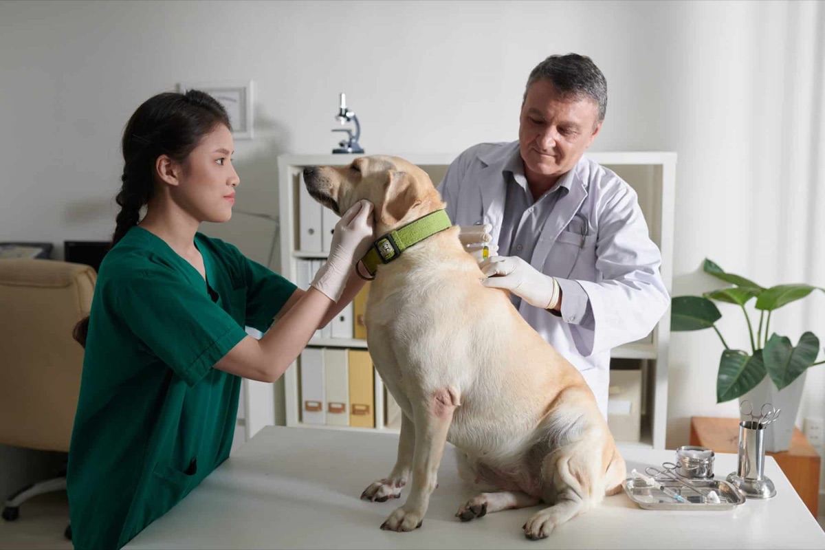 Veterinarian administering a dose to a dog in a clinic