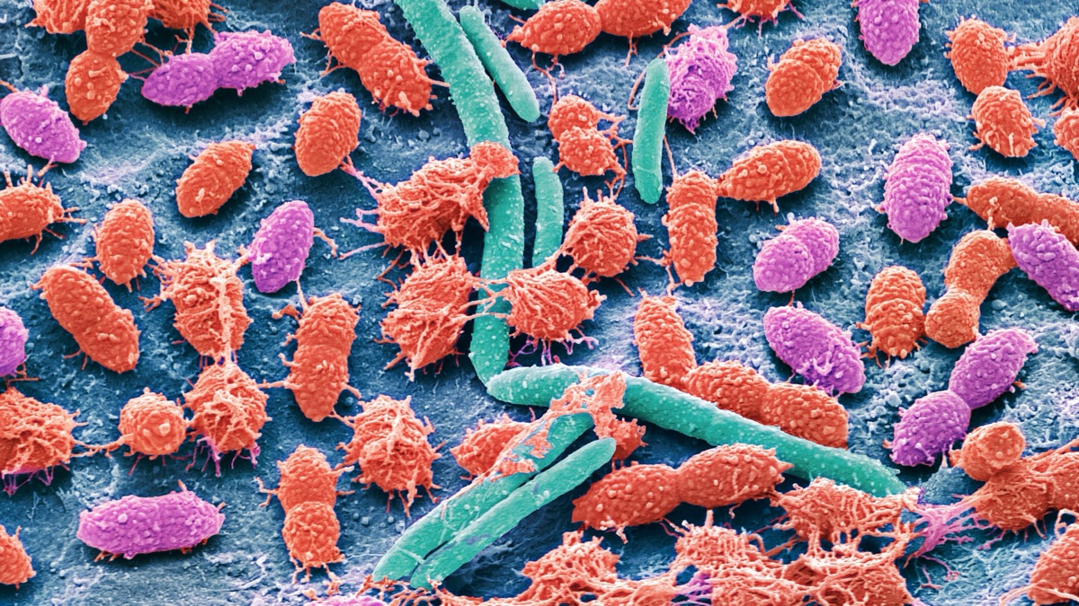 False-color micrograph of a bacterial biofilm