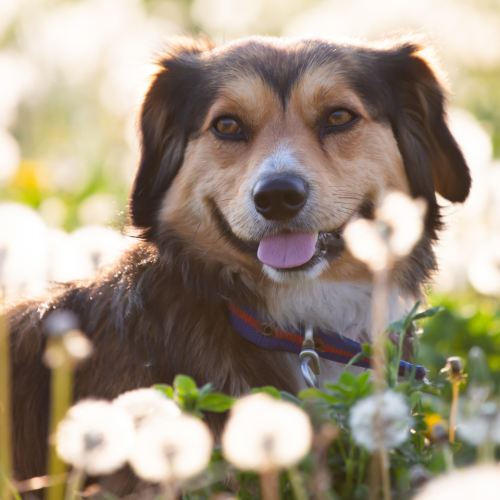 Top 5 Probiotic Picks Veterinarians Trust for Everyday Canine Gut Support in 2026