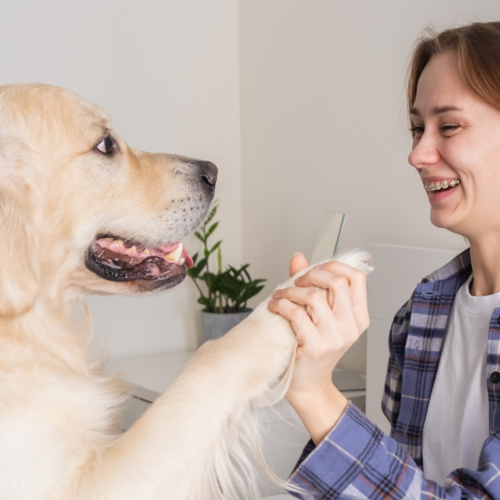 A Beginner’s Guide to Prebiotics and Better Dog Digestion