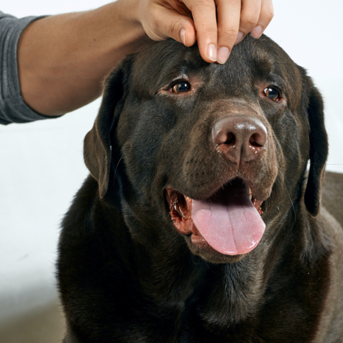 How to Bake Gentle, Gut-Friendly Treats for Sensitive Dogs (Vet-Approved Recipes)