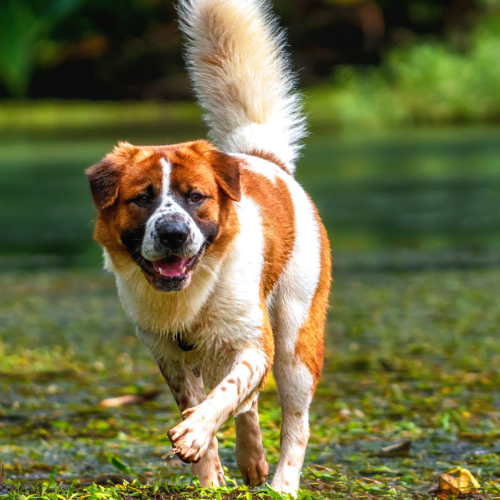 The Ultimate Nutrition Guide: Sensitive Stomach Dog Food Senior Options