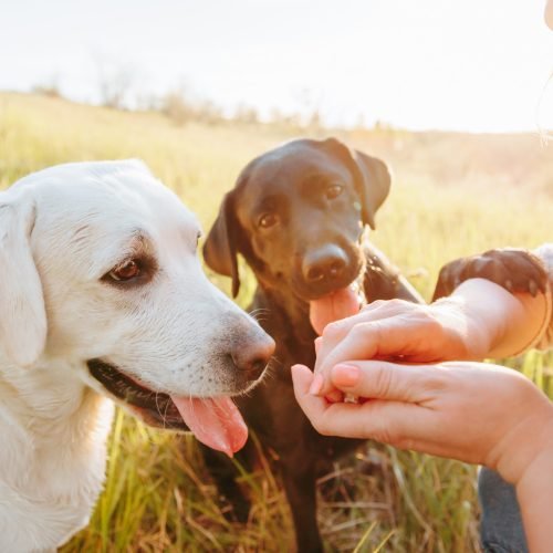 Against the backdrop of a stunning sunset sky, a group of people and their adorable dogs gather outside, reveling in the joyous energy of their furry companions, particularly the playful Labradors.