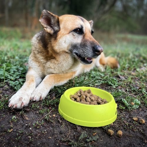 A Vet-Informed Guide: Finding the Best Dog Food for a German Shepherd with a Sensitive Stomach