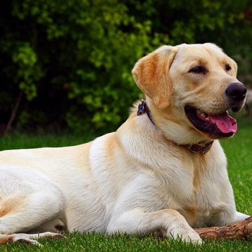 Feeding Tips and Best Dog Food for Labrador with Sensitive Stomach