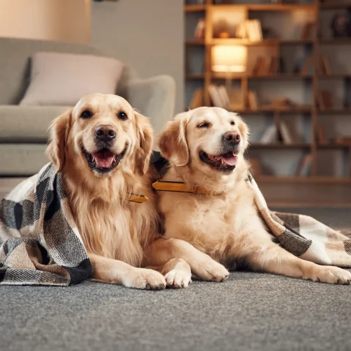 How Probiotic Chews for Dogs Support Daily Digestion